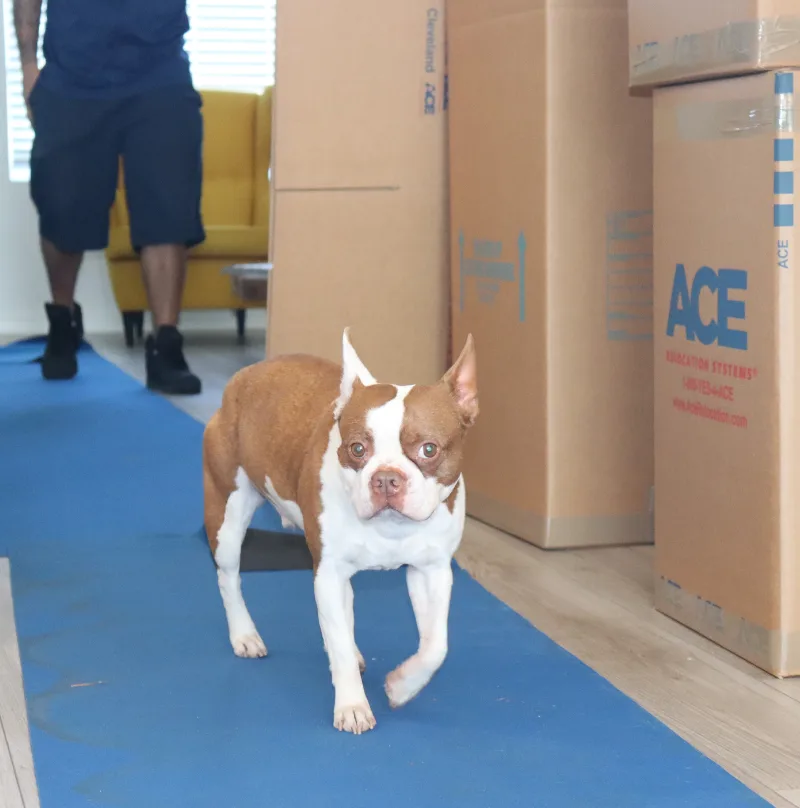 Duke the Boston Terrier Struts Near Boxes